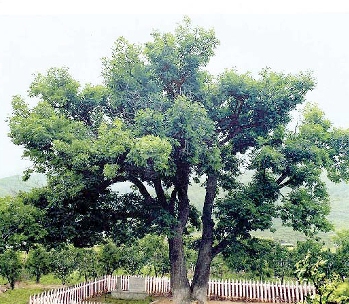 naenara-image