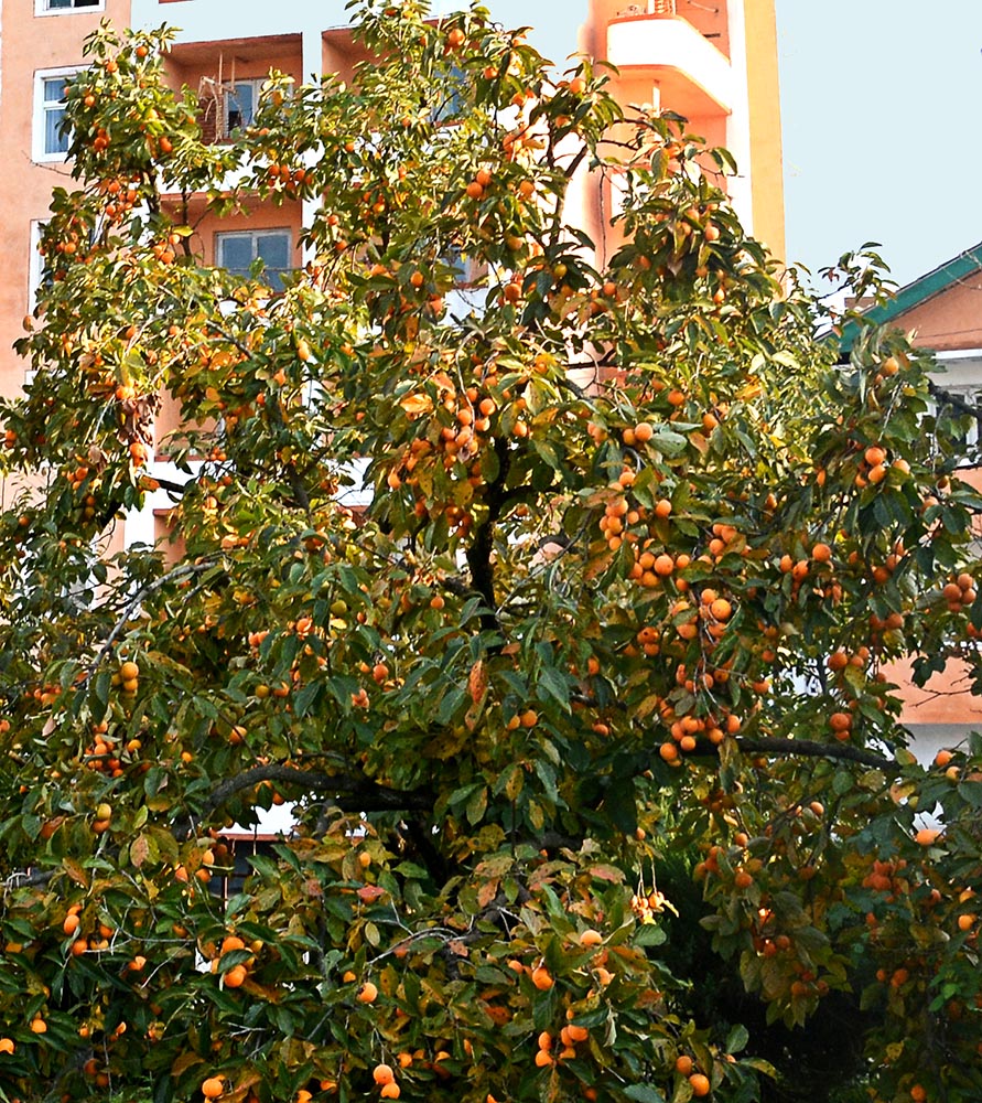 naenara-image